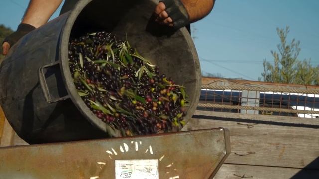 Azeite Bilógico Vale da Cerdeira / Organic Olive Oil Vale da Cerdeira - Portugal смотреть онлайн