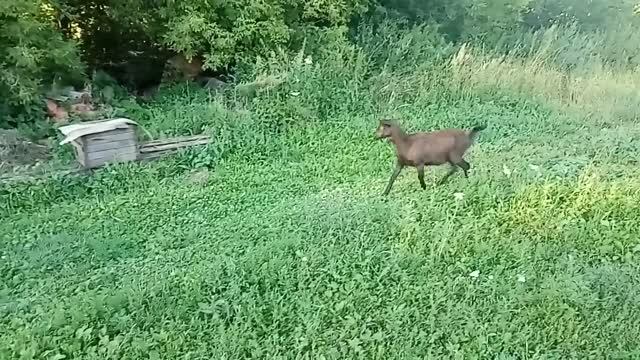 Отпуск в деревне