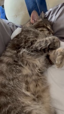 Спящий котик 🐱