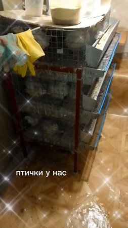 убралась у своих перепелочек