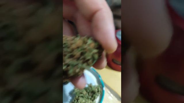 cata: dedo verde haze, cop killer, Tropicana posion. Humboldt,strain machine, sweet seed смотреть онлайн