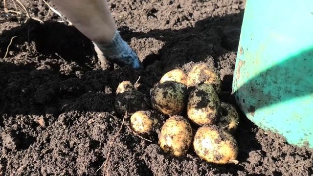 10-13 09 2023г уборка картофеля и томатов из парников смотреть онлайн