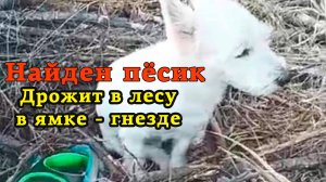 Найдена собака в лесу в ямке