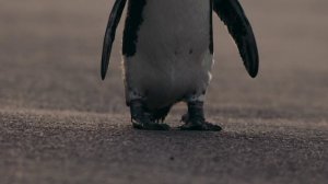 Город пингвинов 8 серия «Учимся летать» (документальный сериал, 2021)