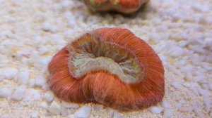 Коралл Траxифиллия Жофруа многоцветная
Trachyphyllia geofroyi.