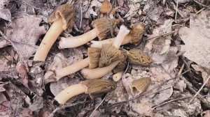 Грибы Сморчковая Шапочка в весеннем лесу