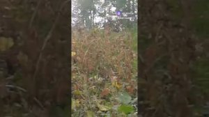 разница между лопухом и репейником