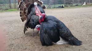 Turkeys Mating Ritual!