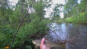 ДИЧАЙШАЯ РЫБАЛКА в ТАЙГЕ#рыбалка на РЕЧКЕ#попал на КЛЁВ ХАРИУСА ОСЕНЬЮ в Тайге#fishing