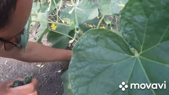 #пасинкуванняогірка #висадкакавунів ПАСИНКУВАННЯ ОГІРКА ВИСАДКА КАВУНІВ... смотреть онлайн