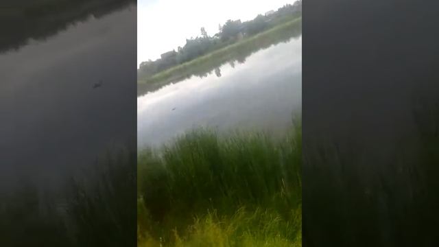 Мы устроили пикник смотреть онлайн