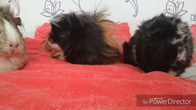 Présentation de mes chons [67]