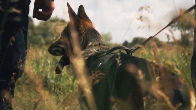 How Smart can German Shepherds be? | German Shepherd Intelligence |