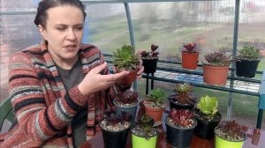 №79 Уход за эониумами весной. Как поливать и нужны ли лампы
