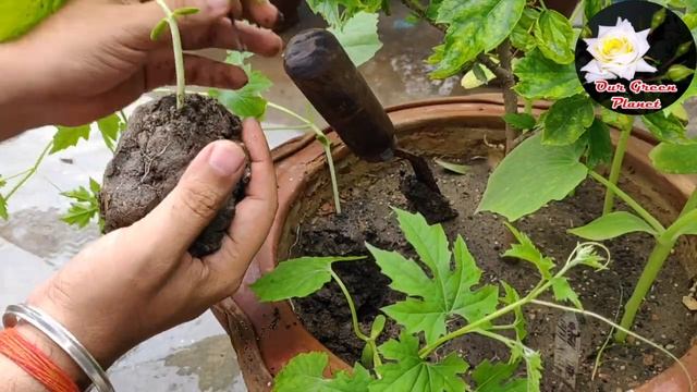 मानसून में लगने वाले Super Seven सब्जी के पौधे ll अब गमले में उगाओ इतनी सब्जी की लोग देखते रहे जाये смотреть онлайн