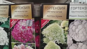 Гортензия и саженцы других цветущих кустарников в марте 2025