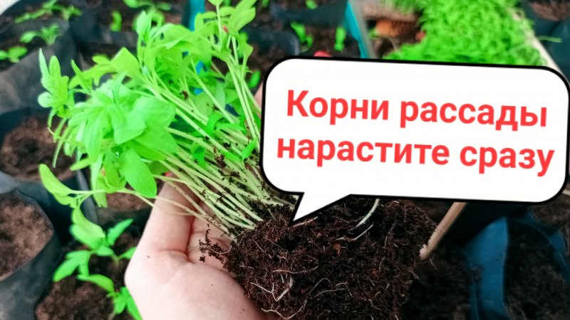 Наращивание корней сразу. Это фундамент урожая