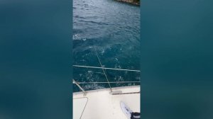 Алкояхтинг Мармарис 22-03-2025 (Выпуклые паруса)