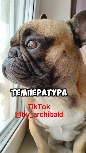 Французские бульдоги в жарких странах #французскийбульдог #собакаприколы #бульдоги #by_archibald