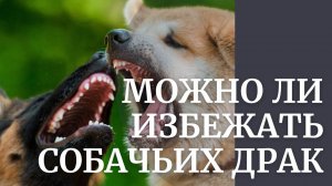 Можно ли избежать собачьих драк