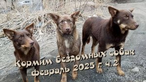 Кормим бездомных собак. Февраль 2025 г. ч.2