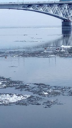 Утки на Волге!)