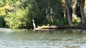 ЦАПЛЯ. Наблюдаю за Цаплей во время рыбалки. Цапля and Утки.