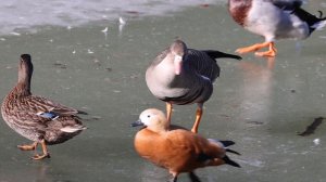 22.03.2025 Белолобый гусь Гоша в Царицыно