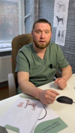30 минут мало, 30 км много. Как правильно гулять с собакой?