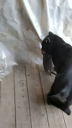 Кот кого-то съел