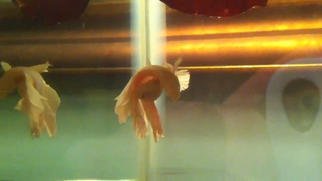 White Platinum Halfmoon Betta Pair Spawning SUCCESS! [HD] смотреть онлайн