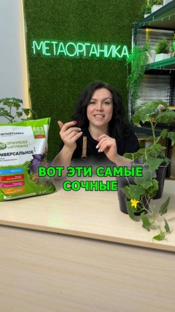 Вот эти самые сочные и хрустящие огурчики для дачи