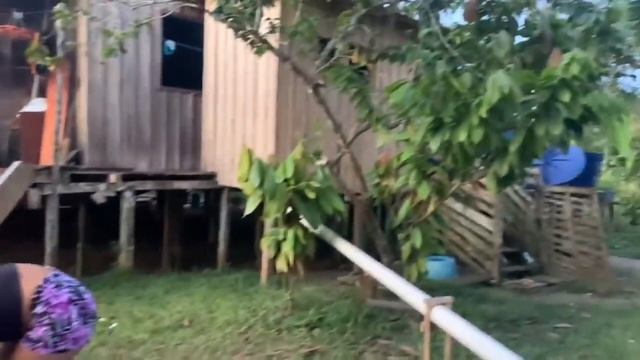 As Ribeirinhas mostrando como faz o verdadeiro açaí da Amazônia. смотреть онлайн