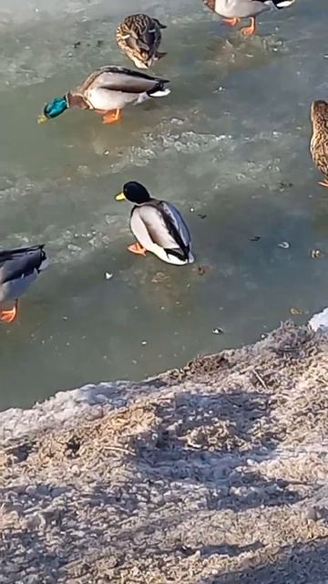 Селезень приземлился перед вышедшим из под берега селезнем. смотреть онлайн