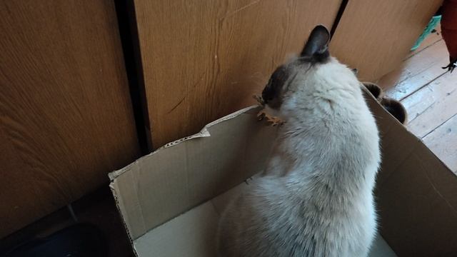 МАКС крушитель! милый котишка рвёт картон))
#shorts #смешно #смешныеживотные
