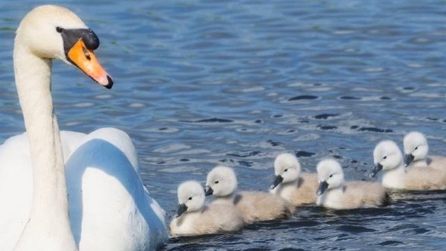 Голоса птиц. Малый Лебедь или Тундровый Лебедь (Cygnus bewickii)