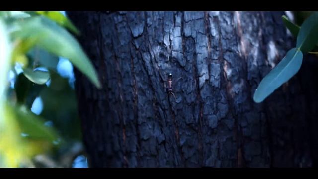After a bushfire: How the environment recovers