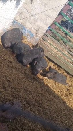 Загораем 🐷