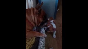 я твой отец