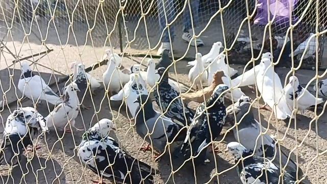 Выставка - ярмарка г Воронеж 22.03.25г. смотреть онлайн