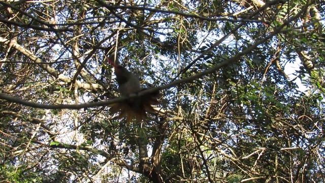 Passarinhando Beija Flor Dourado смотреть онлайн
