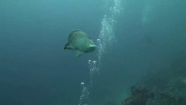 Сипадан Дайвинг смотреть онлайн