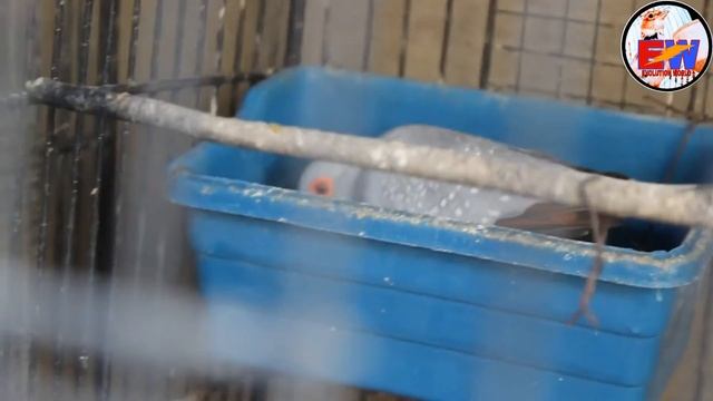 Dove Best Breeding Setup Tips And Information Diamond Dove, Red Dove, White Dove, Silver Dove ...