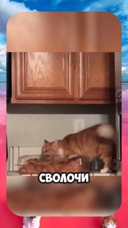 😂 ЭТО ПОДСТАВА 😩 ROMEO BARSKIY 😝 #romeobarskiy #mrromeobarskiy #romeo_barskiy #cat #trending