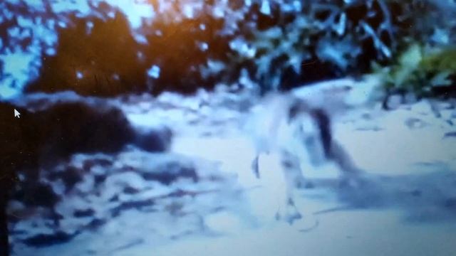 timon and pumbaa interrupt 2 jungle boo (1967) смотреть онлайн