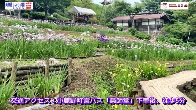 【花しょうぶ園】【小鹿野町】両神花しょうぶ園（埼玉県秩父郡小鹿野町）