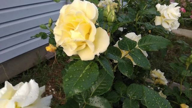 10 июля 2024 г. Разцвели розы: Шокинг Блу, Мариетта, Лавли Лидия, Поэзия и др. смотреть онлайн