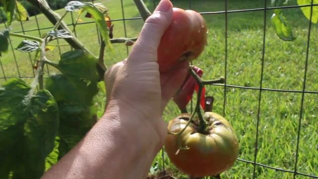 Tomato harvest and first salsa! смотреть онлайн