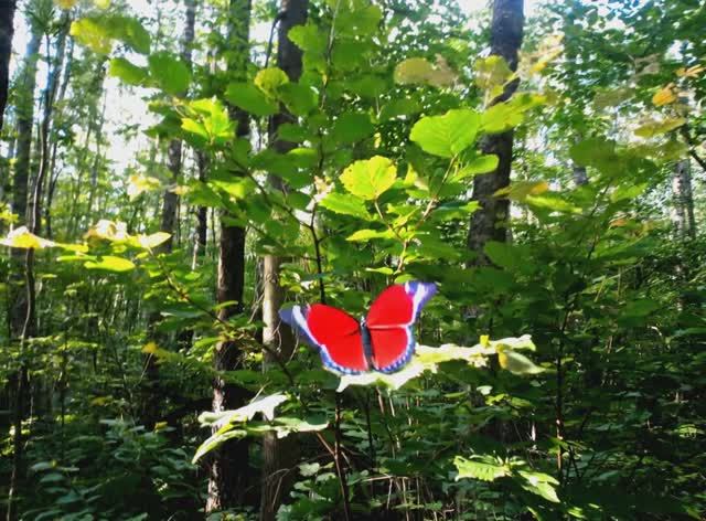 бабочка в лесу смотреть онлайн