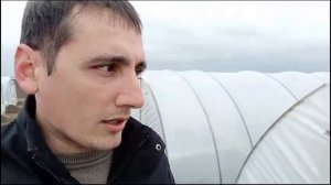 Выращивание клубники в Адыгее под пленочными укрытиями. Сорта Априка и и Клери